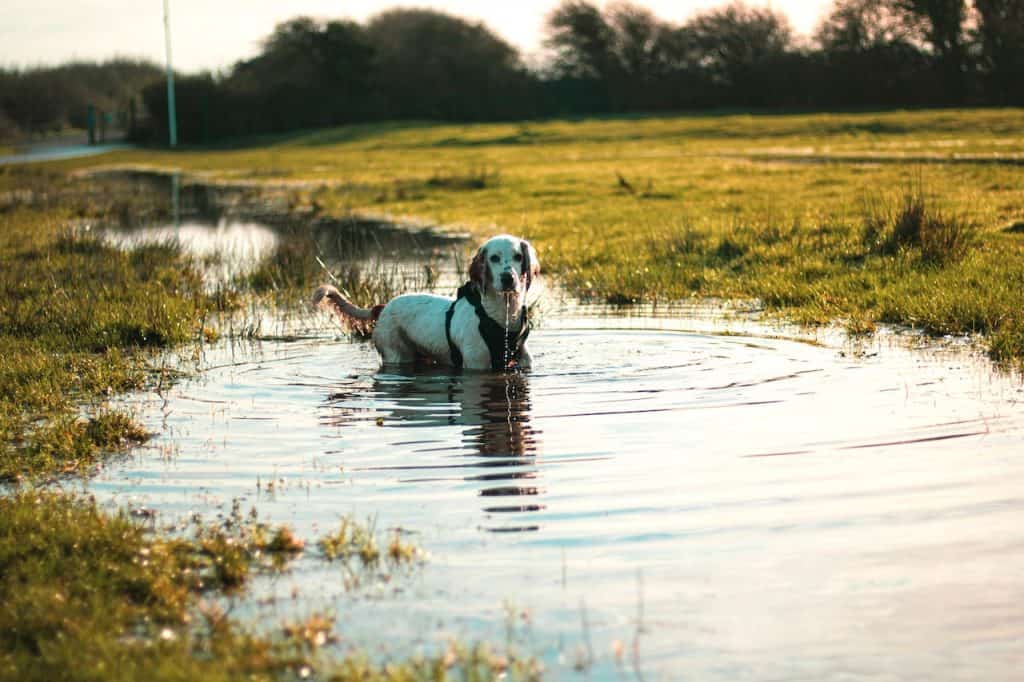 recall dog training dog in pond