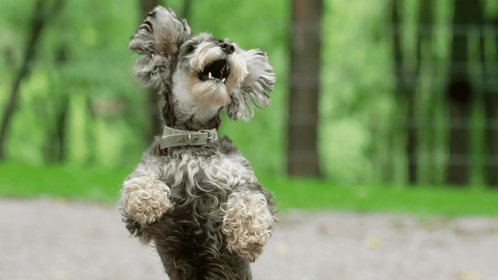 How to stop your dog jumping up at people, once and for all