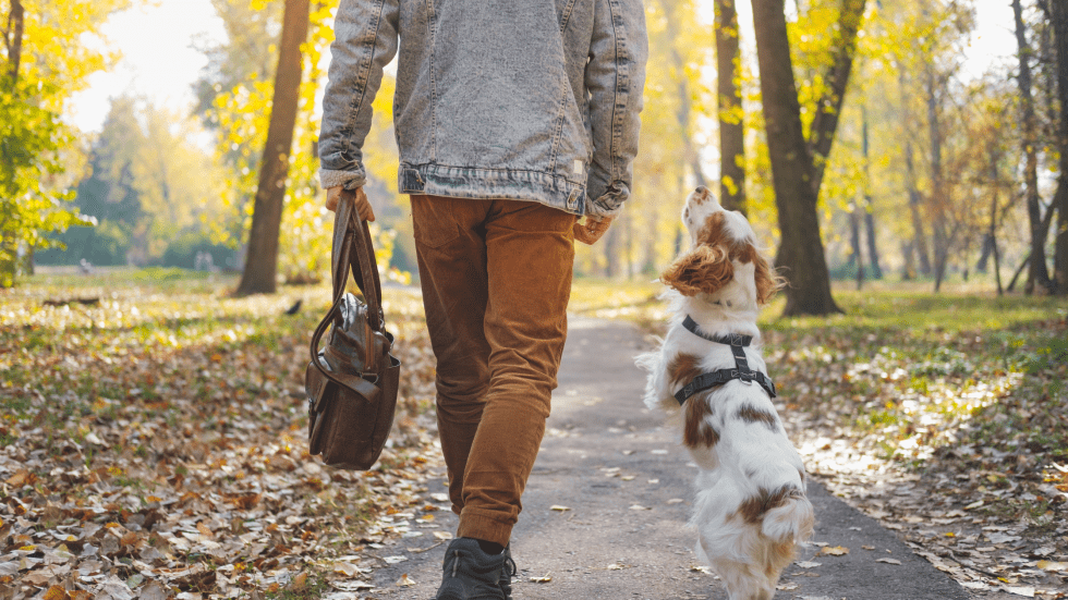 How to stop your dog jumping up at people, once and for all