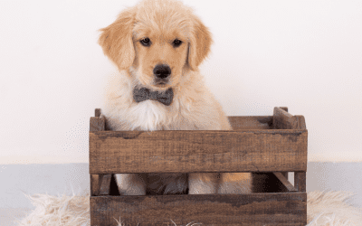 Do I need to crate train my puppy?