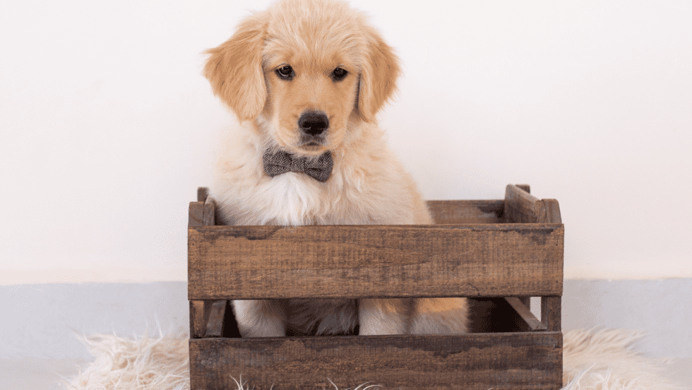 Do I need to crate train my puppy?