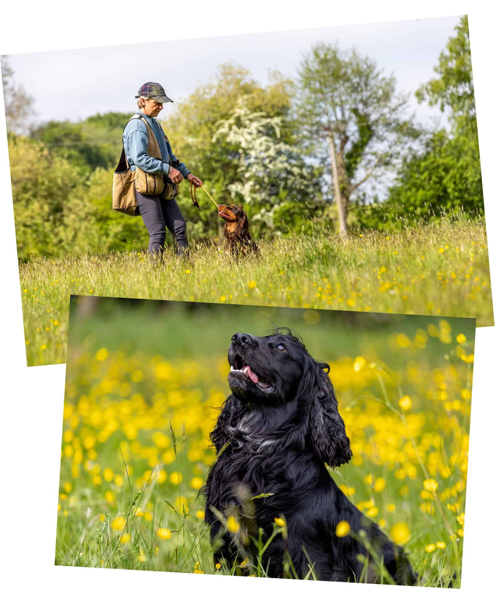 The Bracken Bark